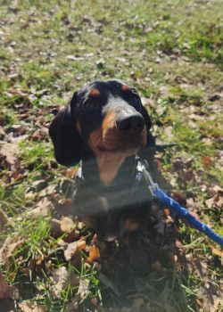 Rambo